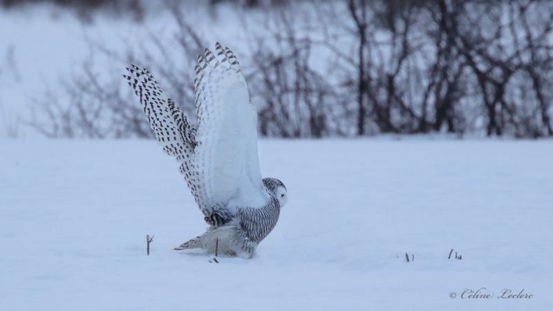 Harfang des neiges_Y3A1011 - Snowy Owl