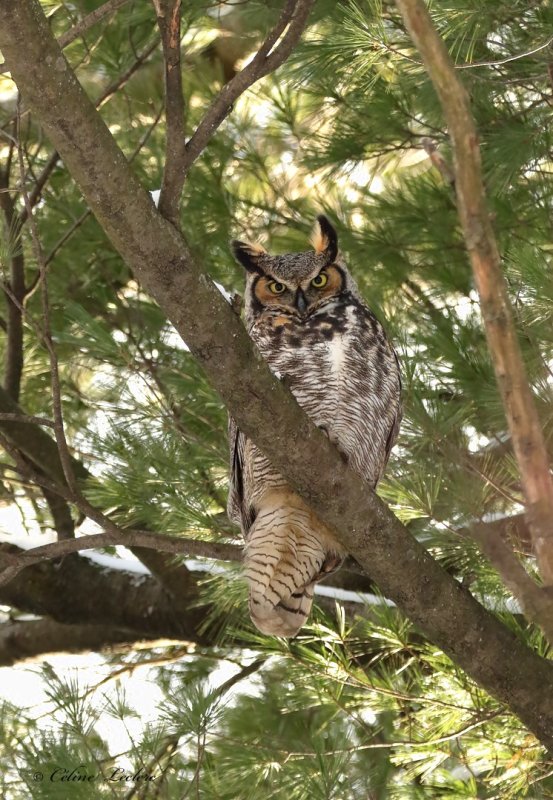 Grand Duc d'Amrique_Y3A0810 - Great Horned Owl