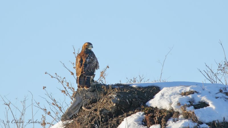 Buse  queue rousse_Y3A1186 - Red-tailed Hawk