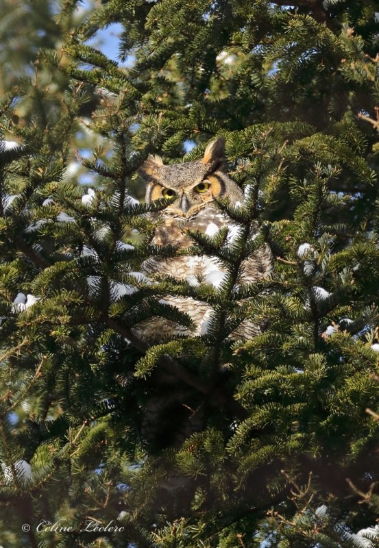 Grand Duc d'Amrique_Y3A1061 - Great Horned Owl