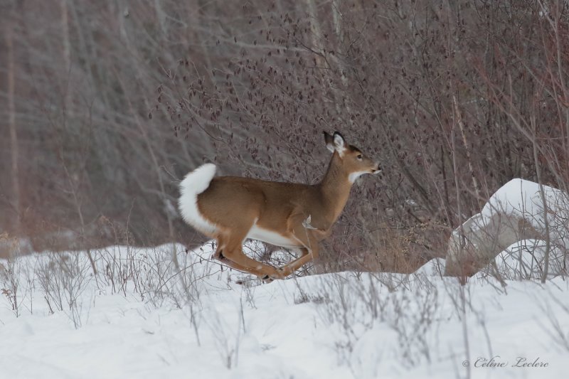 Cerf de Virginie_Y3A1234 - White-tailed Deer 