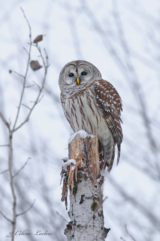 Chouette raye_Y3A1324 - Barred Owl
