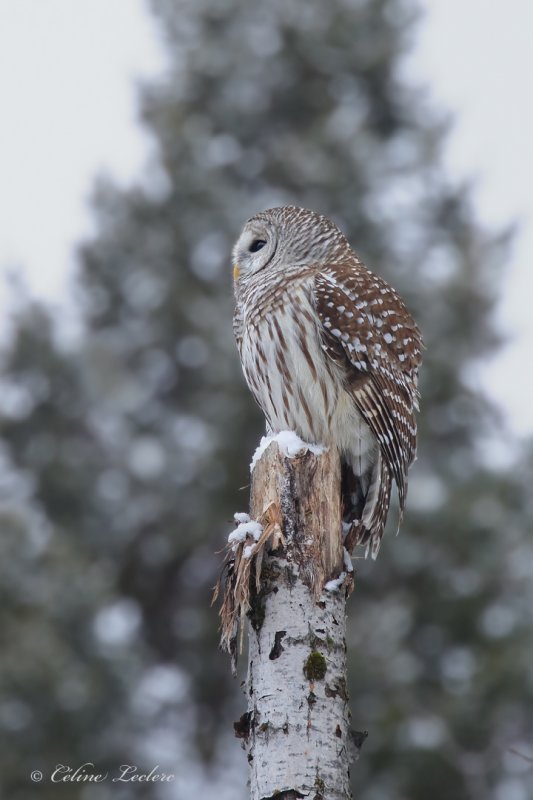Chouette raye_Y3A1316 - Barred Owl