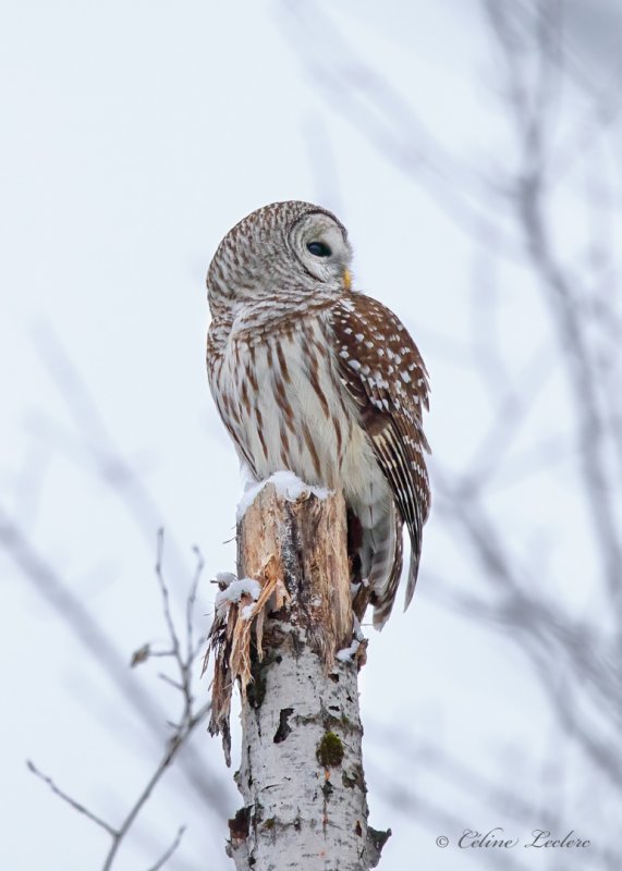 Chouette raye_Y3A1326 - Barred Owl