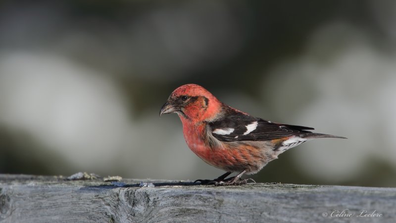 Bec-crois bifasci_Y3A4654 - White-winged Crossbill