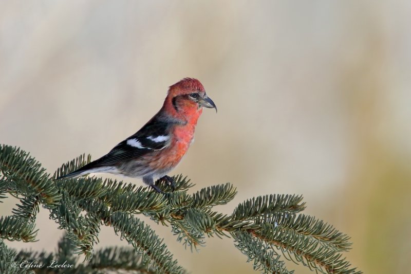 Bec-crois bifasci_Y3A4697 - White-winged Crossbill