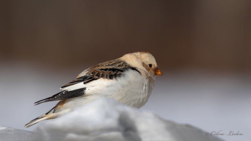 Plectrophane des neiges_Y3A1648 - Snow Bunting