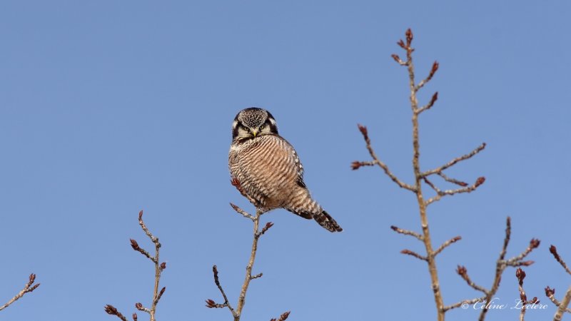 pervire borale_5292 - Northern Hawk Owl