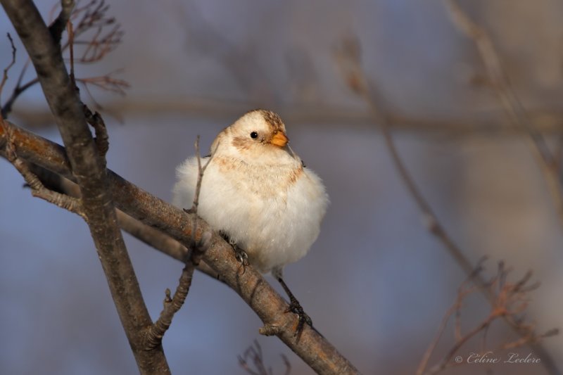 Plectrophane des neiges_Y3A1714 - Snow Bunting