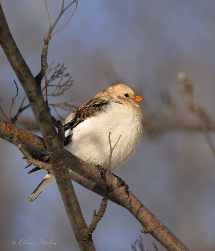 Plectrophane des neiges_Y3A1720 - Snow Bunting