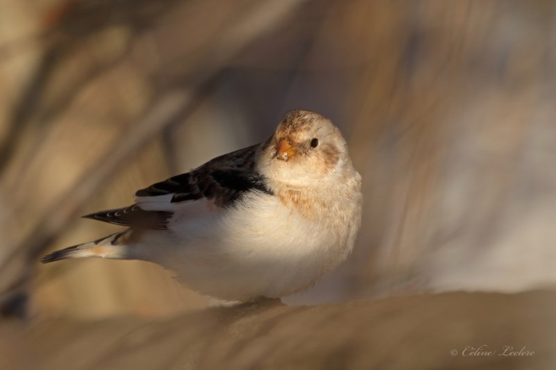 Plectrophane des neiges_Y3A1797 - Snow Bunting