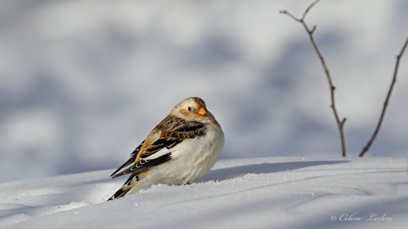 Plectrophane des neiges_Y3A1695 - Snow Bunting
