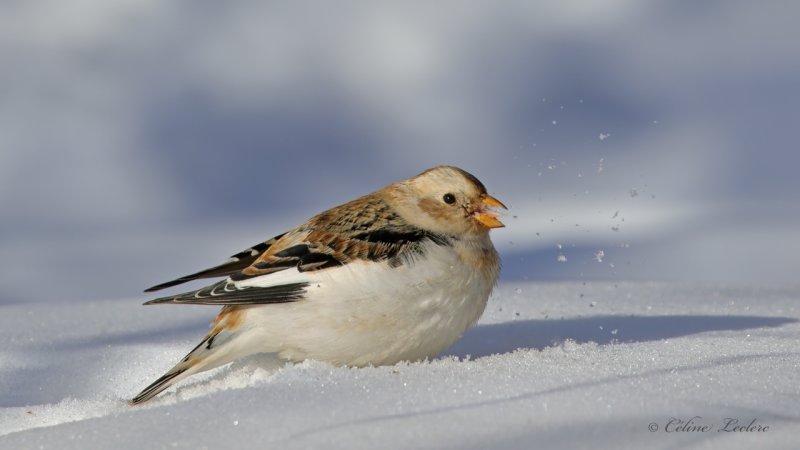Plectrophane des neiges_Y3A1674 - Snow Bunting