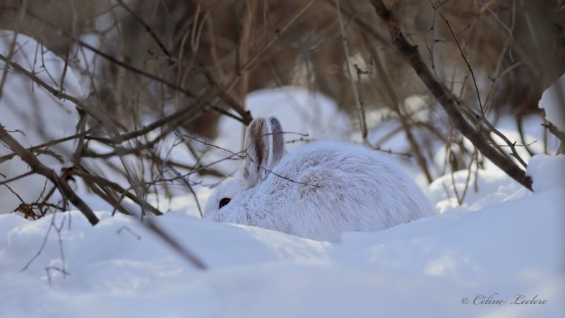 Livre d'Amrique_Y3A1992 - Snowshoe Hare 