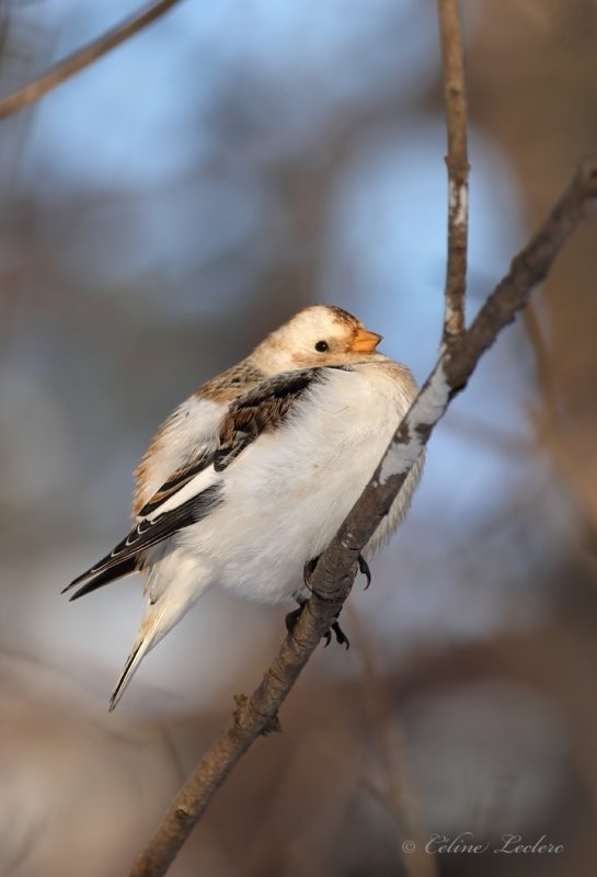 Plectrophane des neiges_Y3A2217 - Snow Bunting