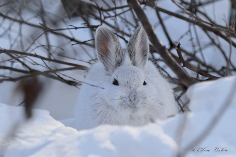 Livre d'Amrique_Y3A2295 - Snowshoe Hare 