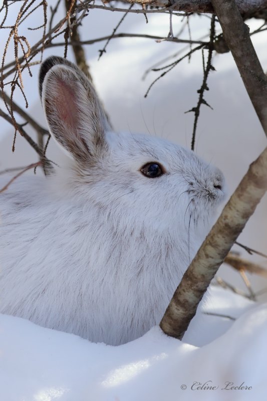 Lièvre d'Amérique_Y3A2384 - Snowshoe Hare