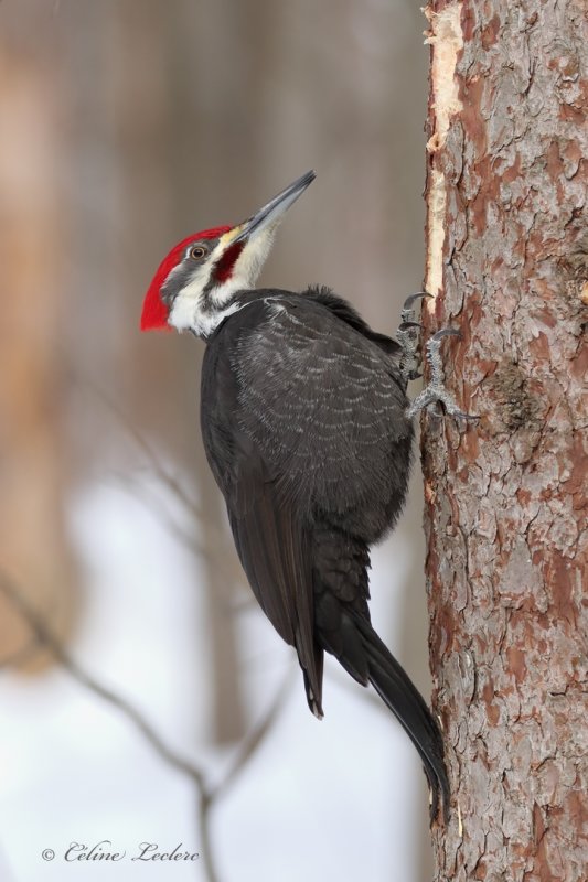 Grand Pic_Y3A2469 - Pileated Woodpecker