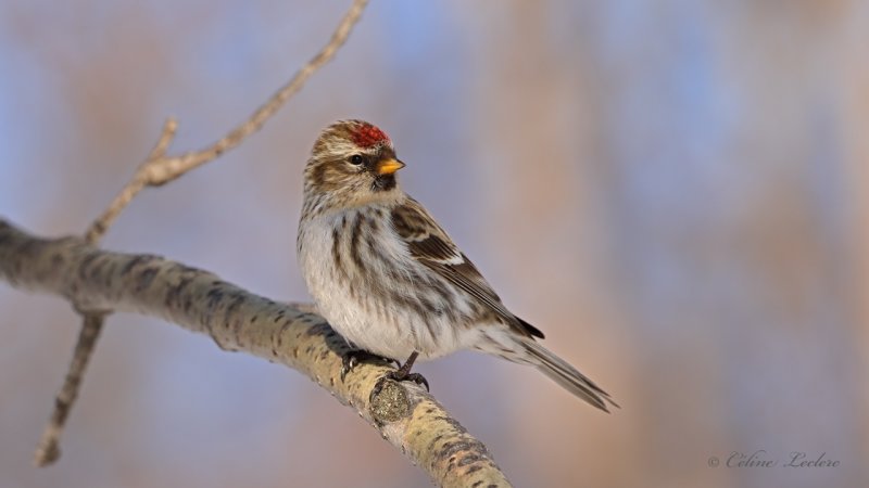 Sizerin flamm_Y3A1826 - Common Redpoll