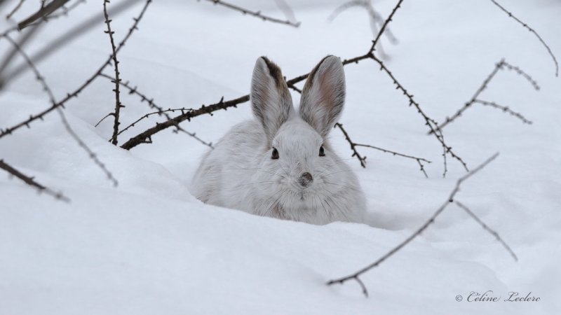 Livre d'Amrique_Y3A2672 - Snowshoe Hare 