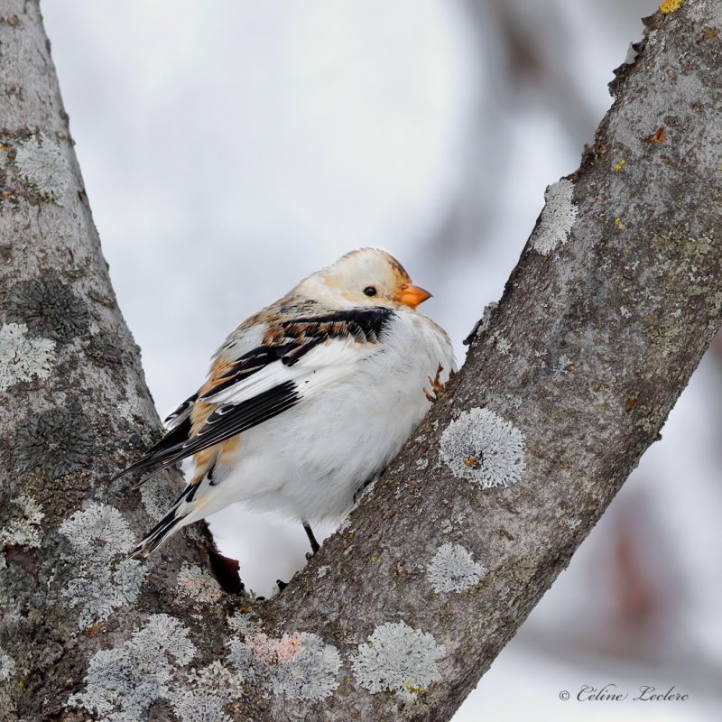 Plectrophane des neiges_Y3A2788 - Snow Bunting