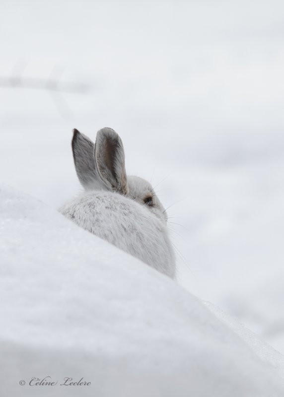 Livre d'Amrique_Y3A2925 - Snowshoe Hare 