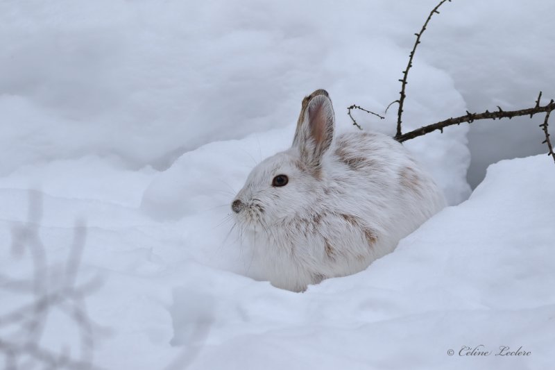 Livre d'Amrique_Y3A2667 - Snowshoe Hare 