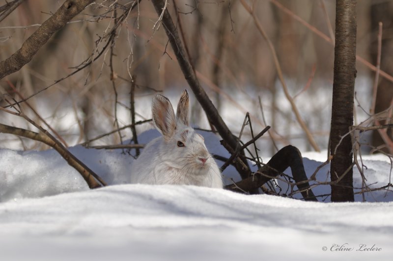 Livre d'Amrique Y3A3051 - Snowshoe Hare 