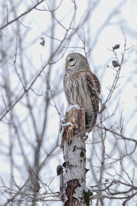 Chouette raye_Y3A1302 - Barred Owl