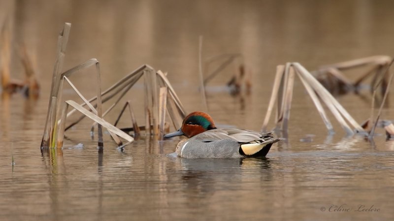 Sarcelle d'hiver Y3A4158 - Green-Winged Teal