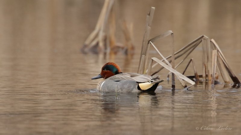Sarcelle d'hiver Y3A4163 - Green-Winged Teal