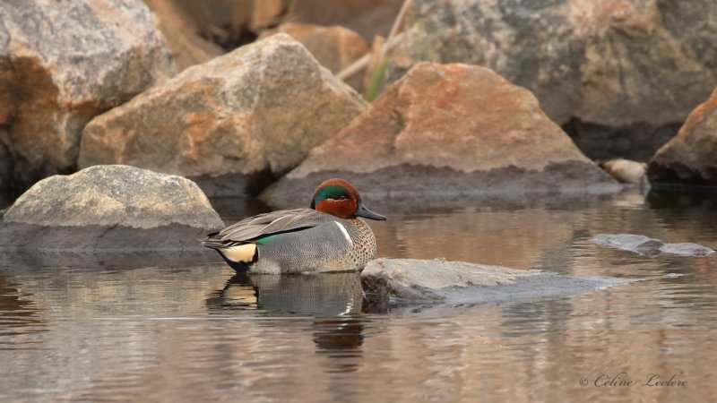 Sarcelle d'hiver Y3A4218 - Green-Winged Teal