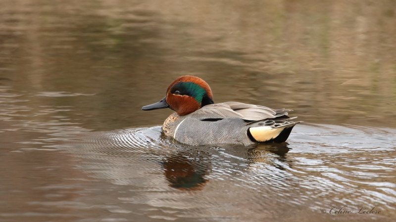 Sarcelle d'hiver Y3A4176 - Green-Winged Teal