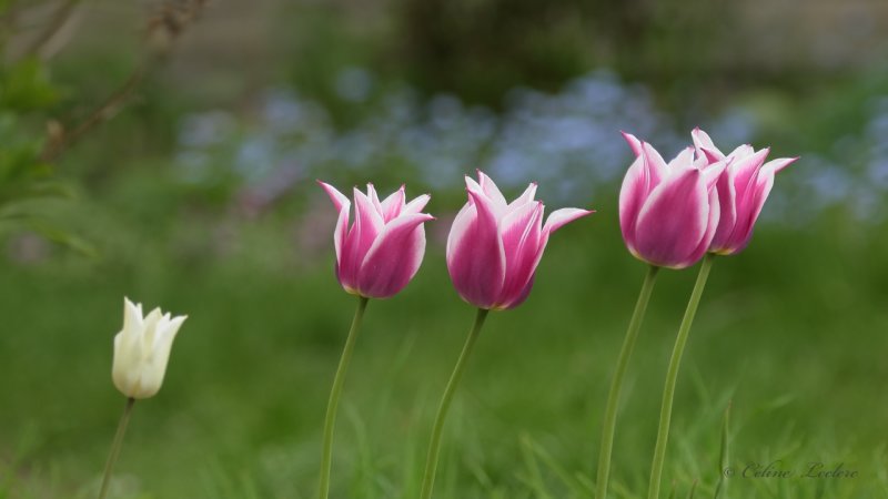 Tulipe Y3A5119 - Tulip