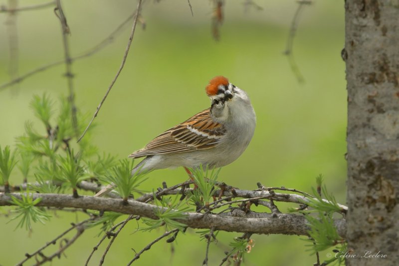 Bruant familier Y3A5084- Chipping Sparrow