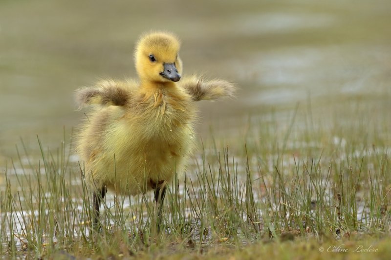 Bernache du Canada (luv) Y3A5490 - Canada Goose young