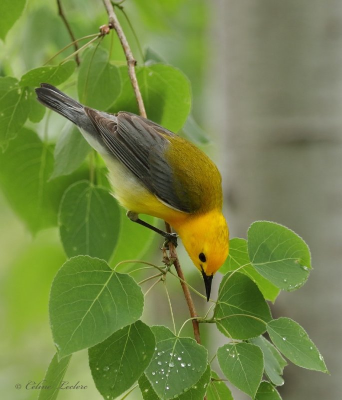 Paruline orange Y3A6274 - Prothonotary Warbler