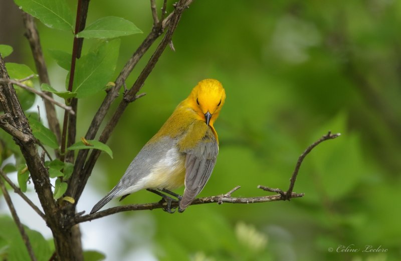 Paruline orange Y3A6113 - Prothonotary Warbler