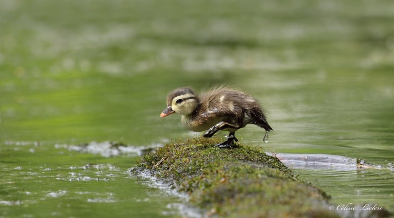 Canard branchu (poussin) Y3A7399 - Wood Duck chick