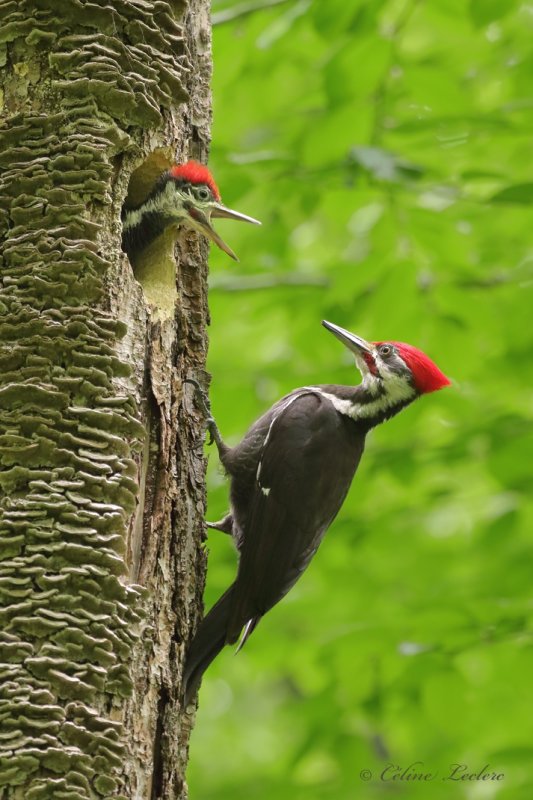 Grand Pic Y3A7176 - Pileated Woodpecker