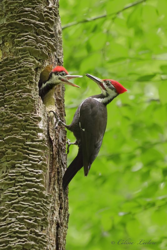 Grand Pic Y3A7139 - Pileated Woodpecker
