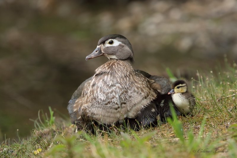 Canard branchu (famille) Y3A7935 - Wood Duck family