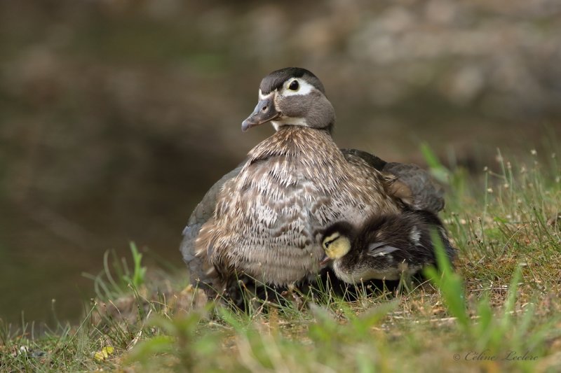 Canard branchu (famille) Y3A7942 - Wood Duck family