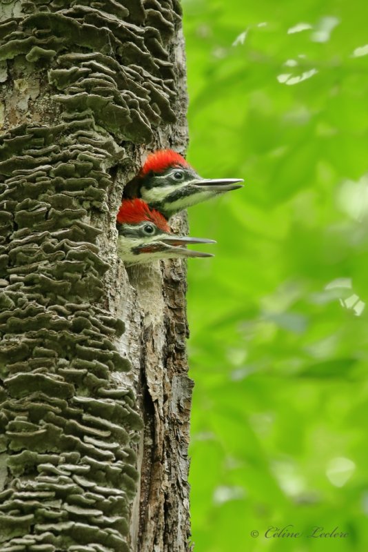 Grand Pic (juv) Y3A8191 - Pileated Woodpecker Young