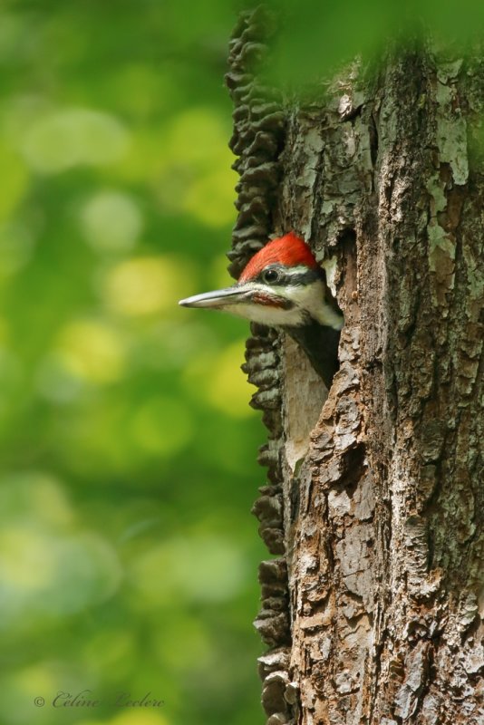 Grand Pic (juv) Y3A8815 - Pileated Woodpecker Young