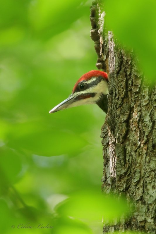 Grand Pic (juv) Y3A8808 - Pileated Woodpecker Young