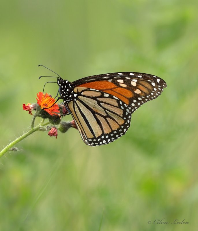 Papillon Monarque Y3A9344 - Monarch