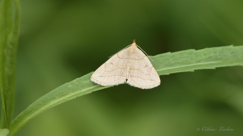 Early Zanclognatha Moth Y3A9291