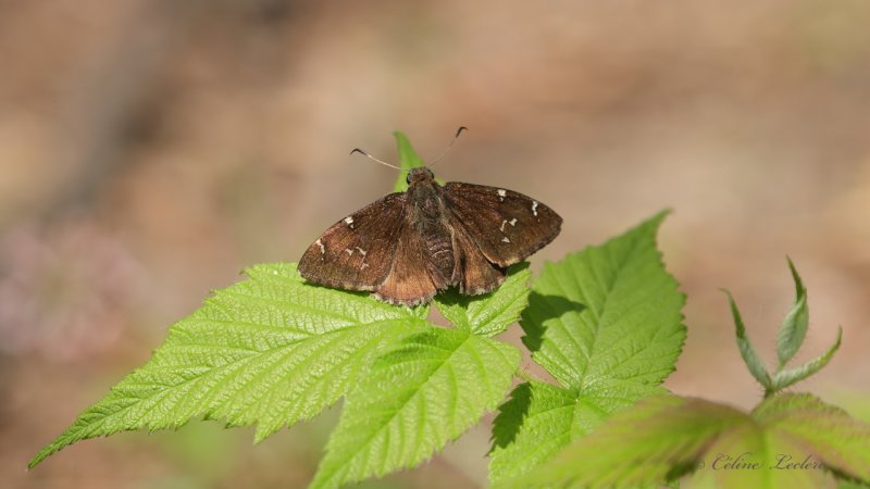 Hesprie nuageuse Y3A9445 - Northern Cloudywing