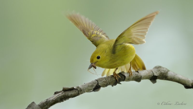 Paruline jaune Y3A9845 - Yellow Warbler